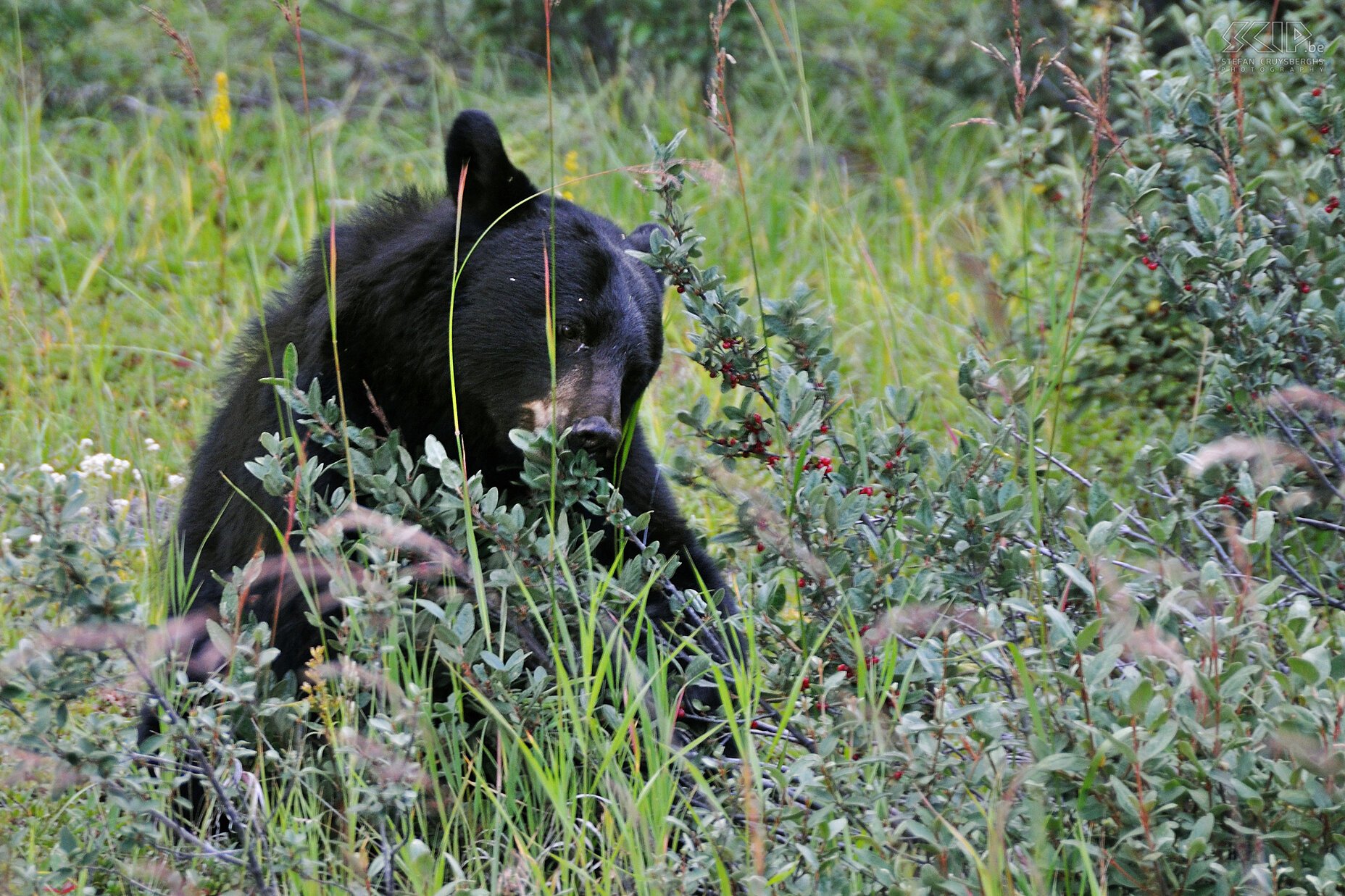 Jasper NP - Zwarte beer Een zwarte beer (Ursus americanus) die 's ochtends onverstoorbaar bessen aan het eten is langs de weg. Stefan Cruysberghs